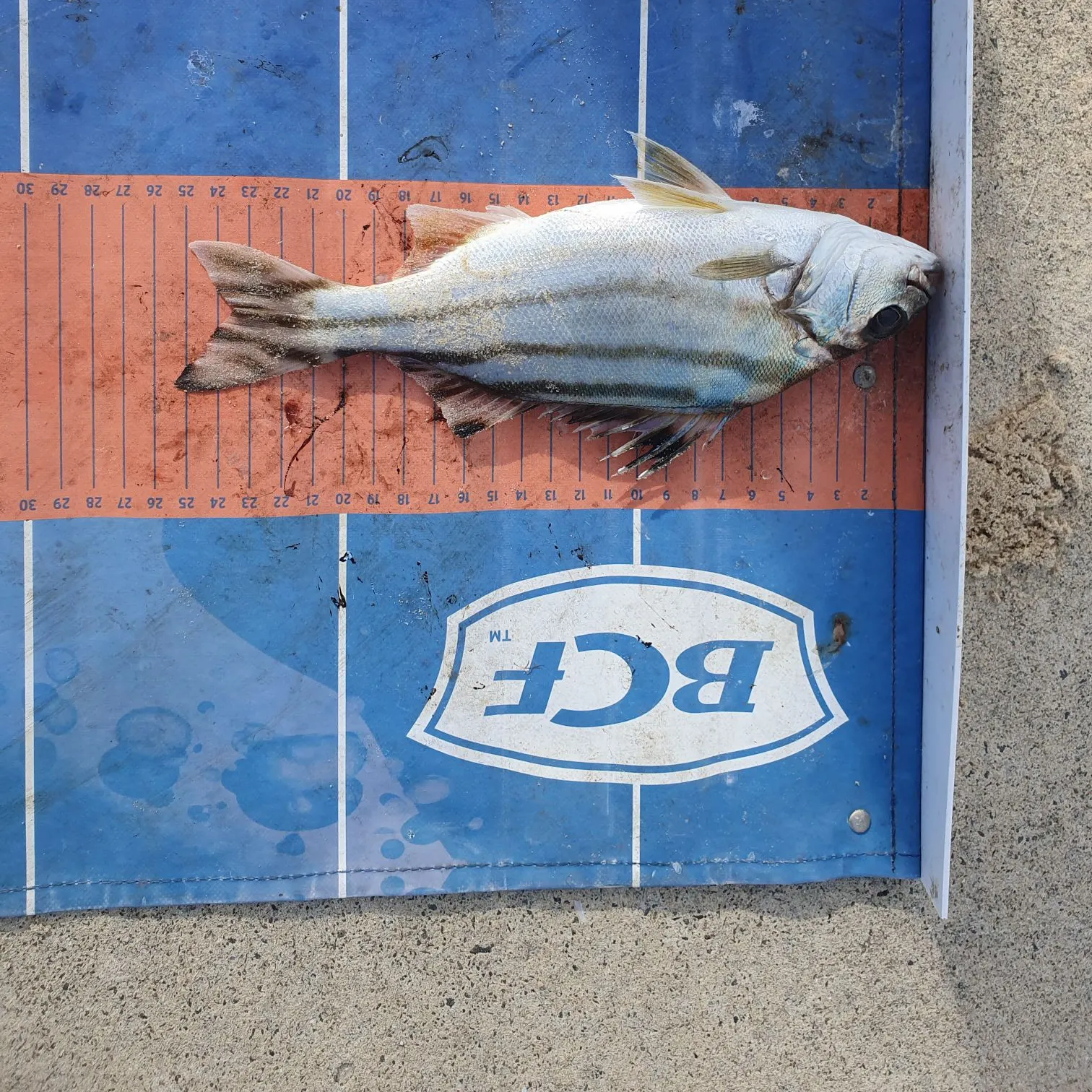 The most recent Jarbua terapon catches on Fishbrain