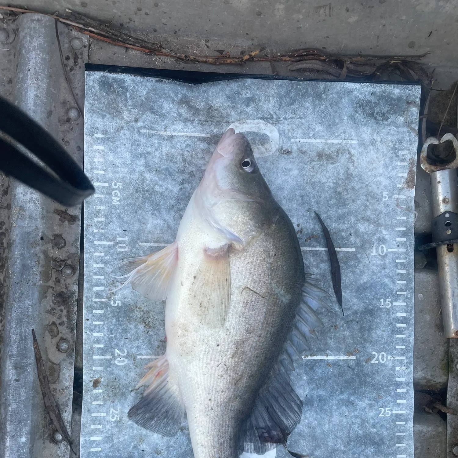 The most recent Golden perch catches on Fishbrain