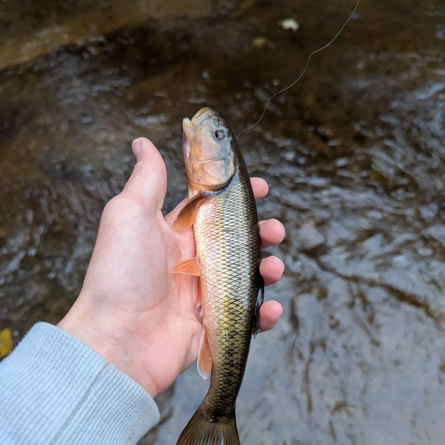 Creek chub caught on Fishbrain