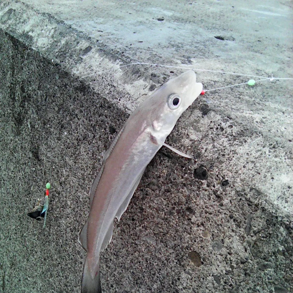 The most recent Whiting catches on Fishbrain