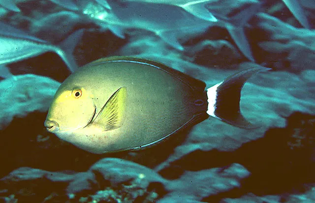 Yellowfin surgeonfish