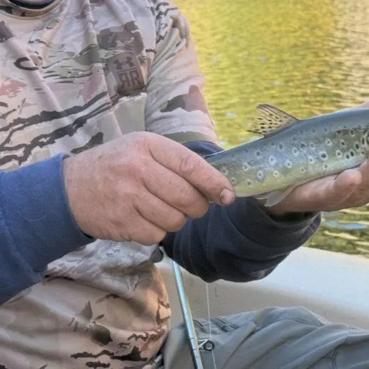 Brown trout caught on Fishbrain