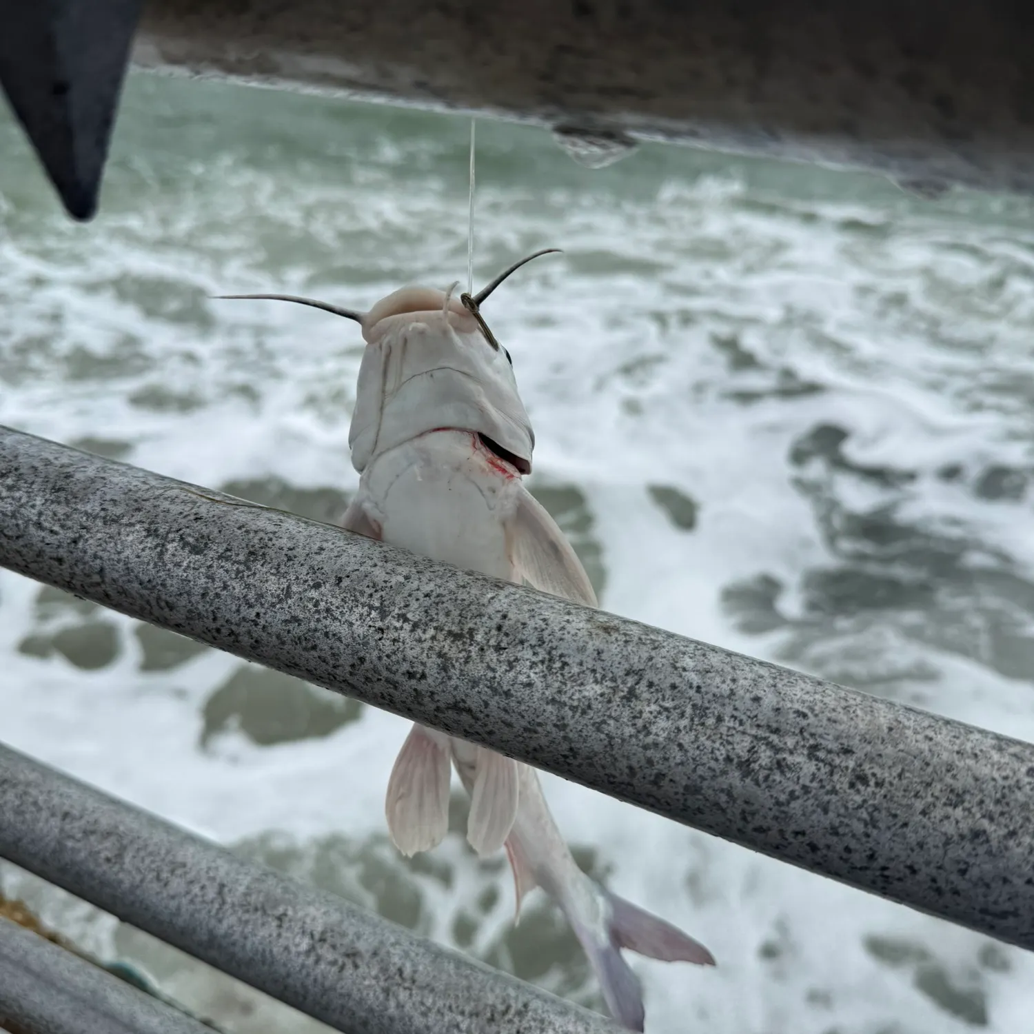 Blue catfish caught on Fishbrain