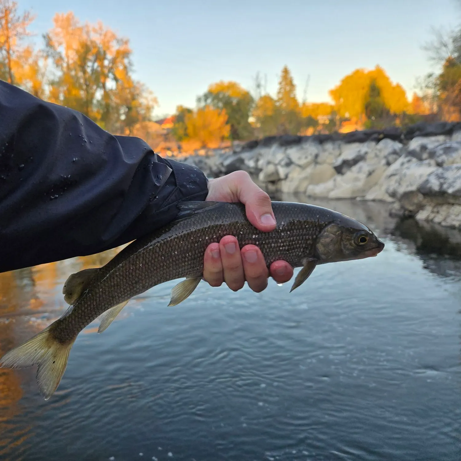 Mountain whitefish caught on Fishbrain