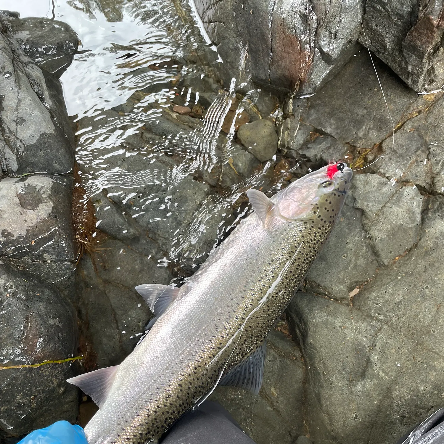 angler catch