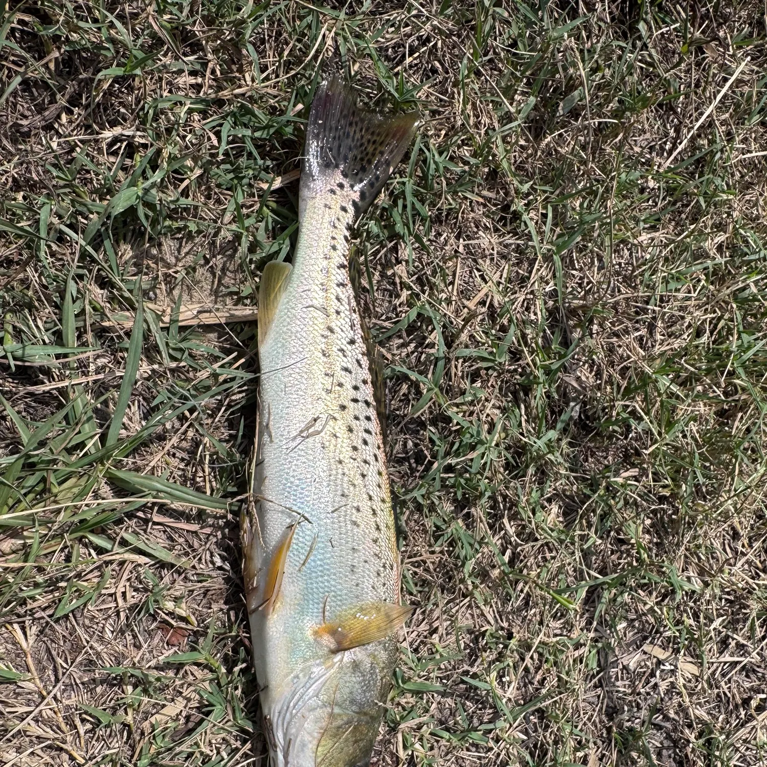Spotted seatrout caught on Fishbrain