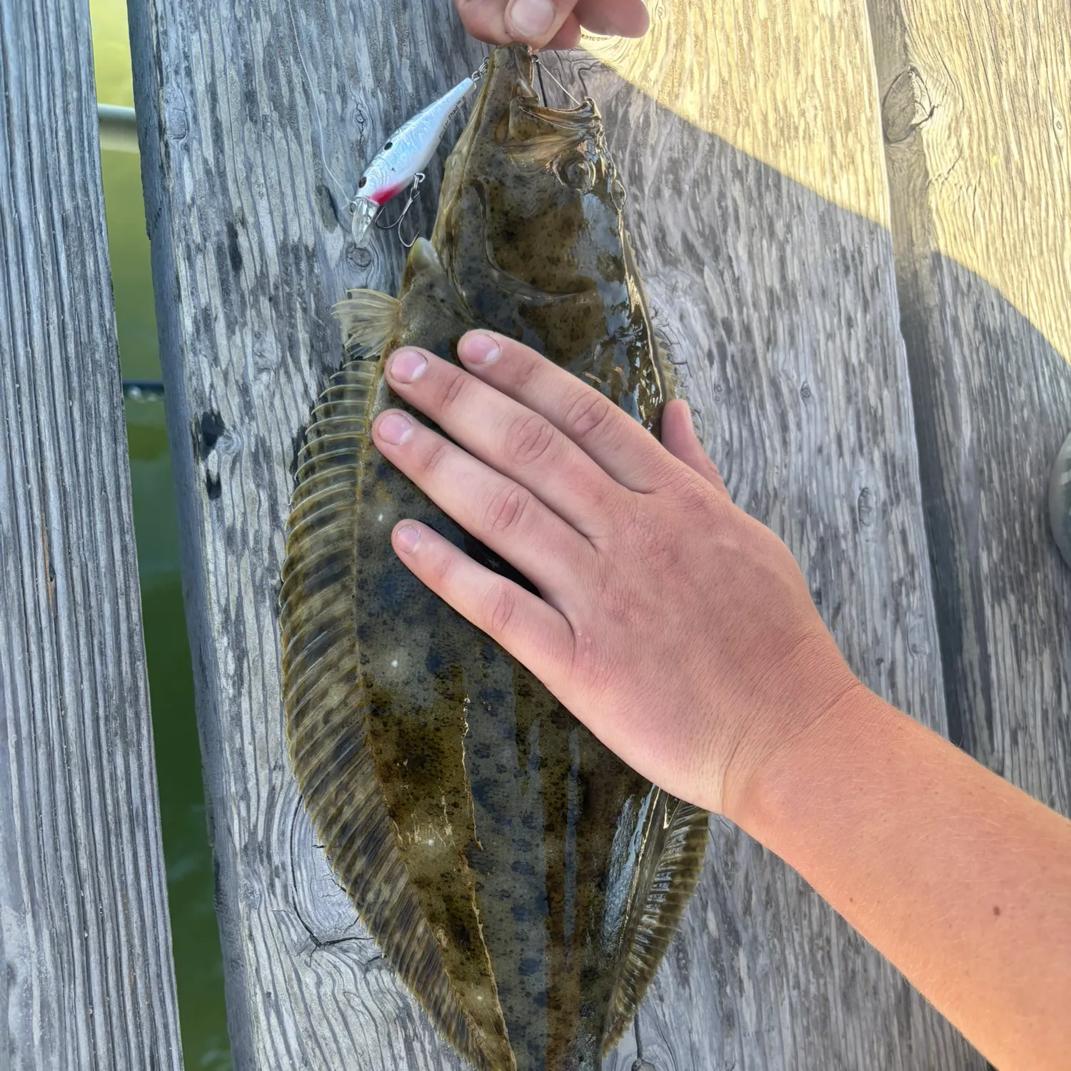 The most recent California halibut catches on Fishbrain