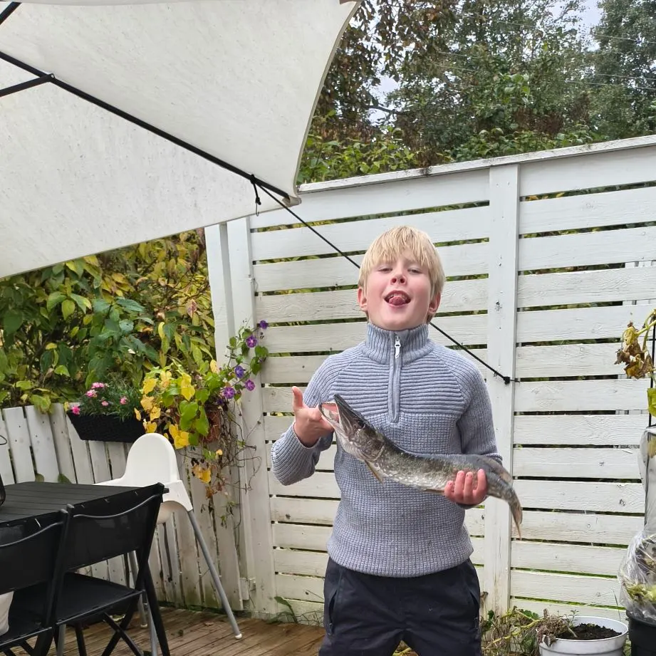 European perch caught on Fishbrain