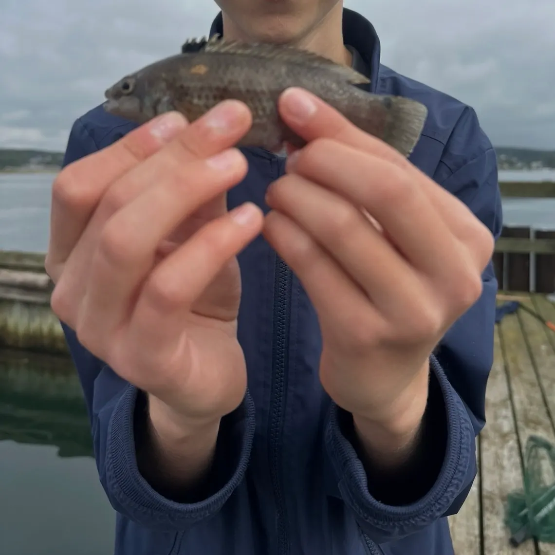 Goldsinny wrasse caught on Fishbrain
