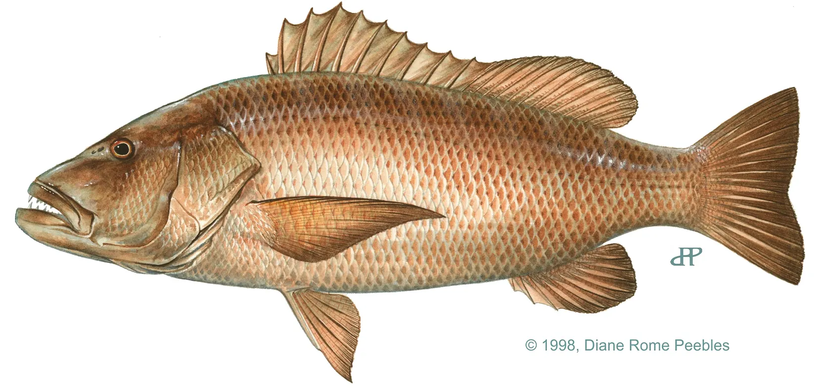 Pacific cubera snapper