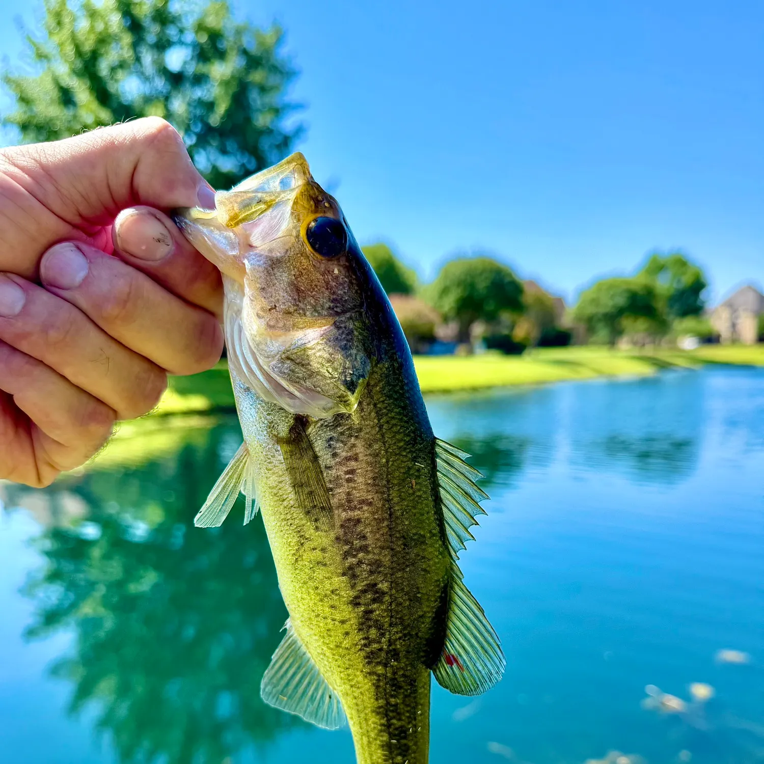 Largemouth bass caught on Fishbrain