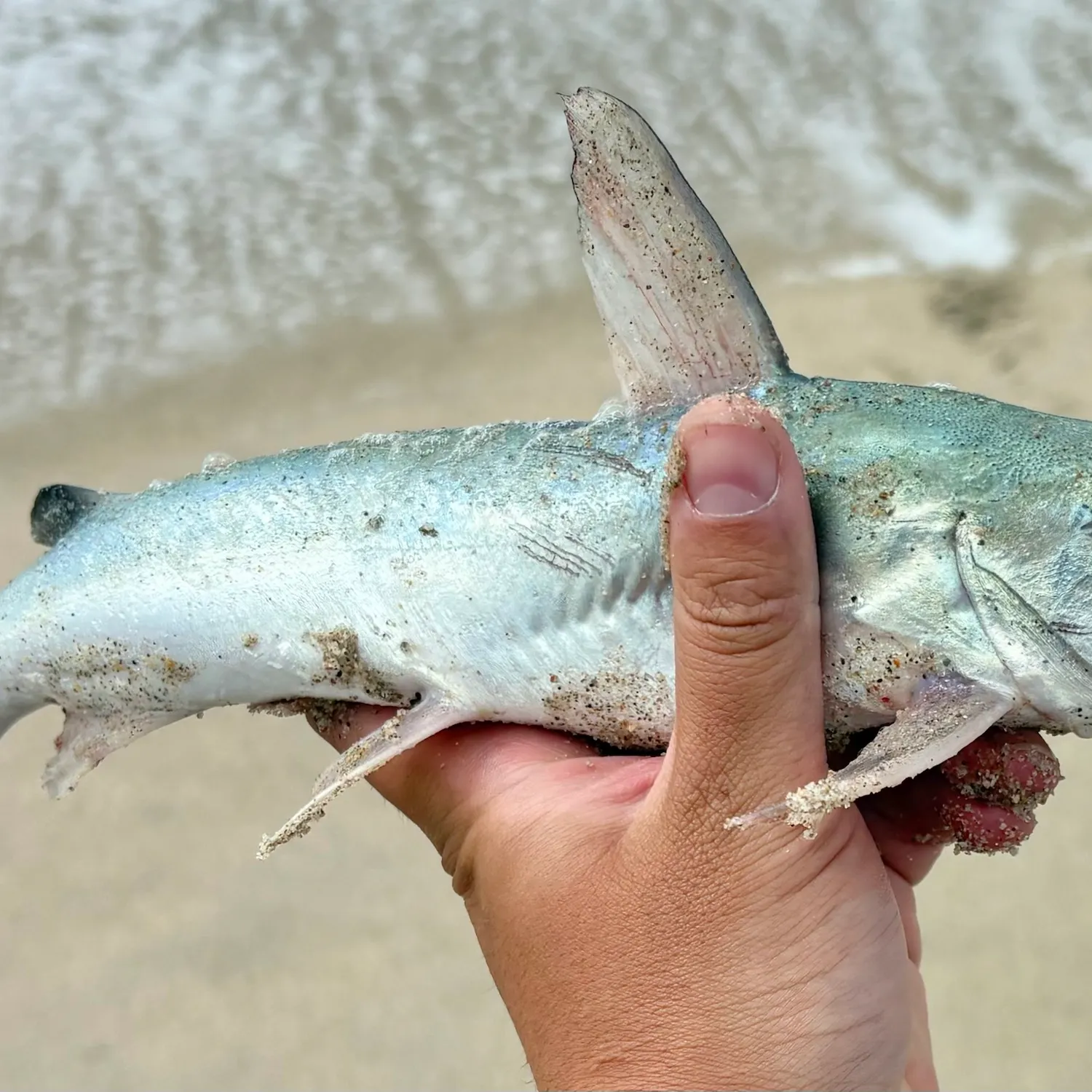 Hardhead sea catfish caught on Fishbrain