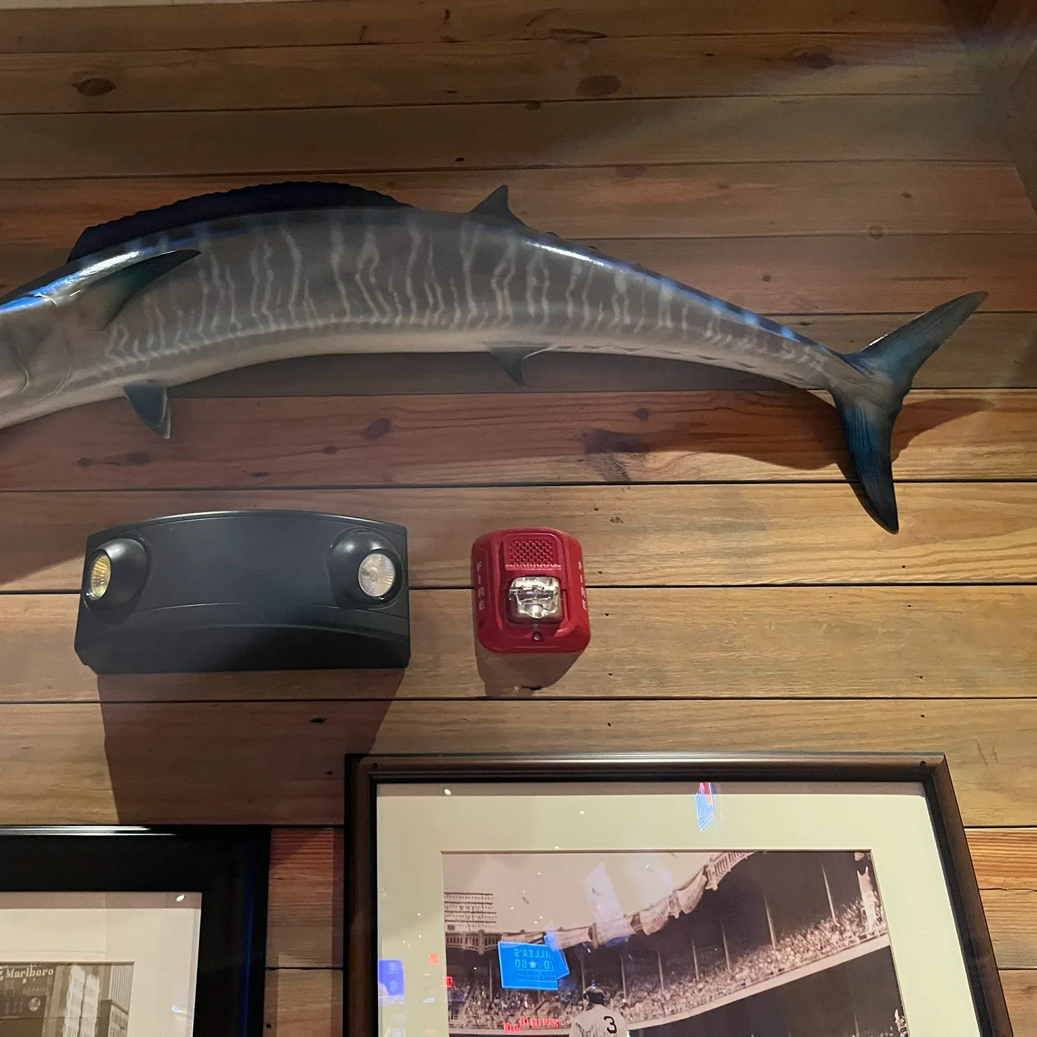 The most recent Wahoo catches on Fishbrain