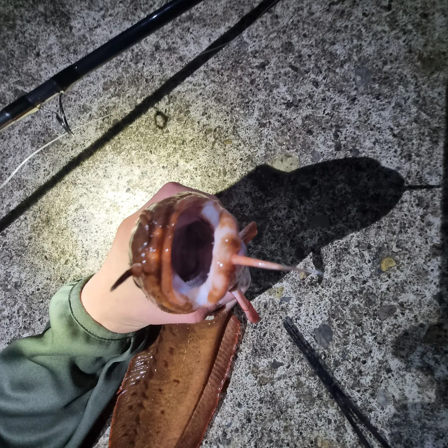 The most recent Three-bearded rockling catches on Fishbrain