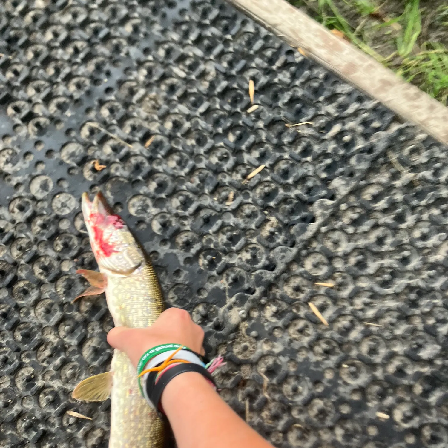 Northern pike caught on Fishbrain