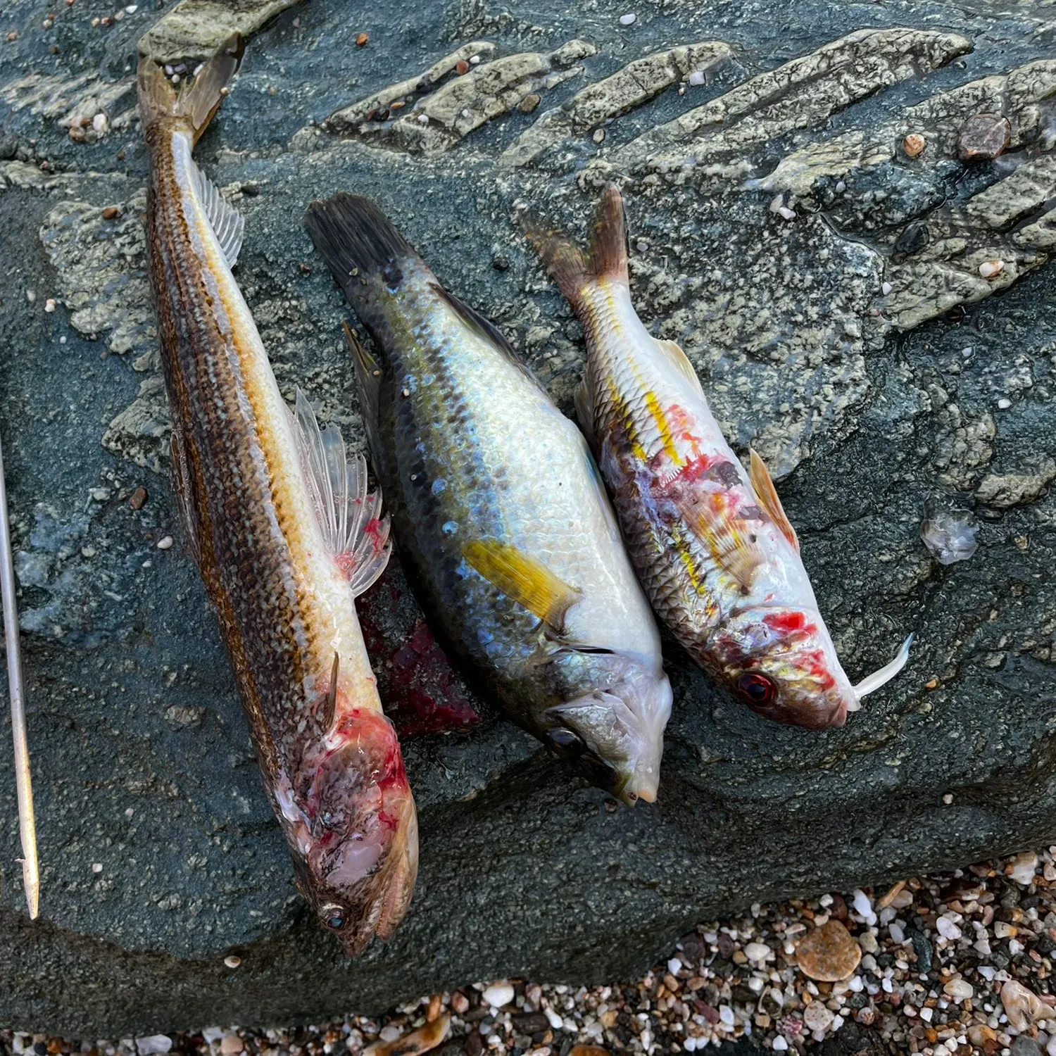 recently logged catches