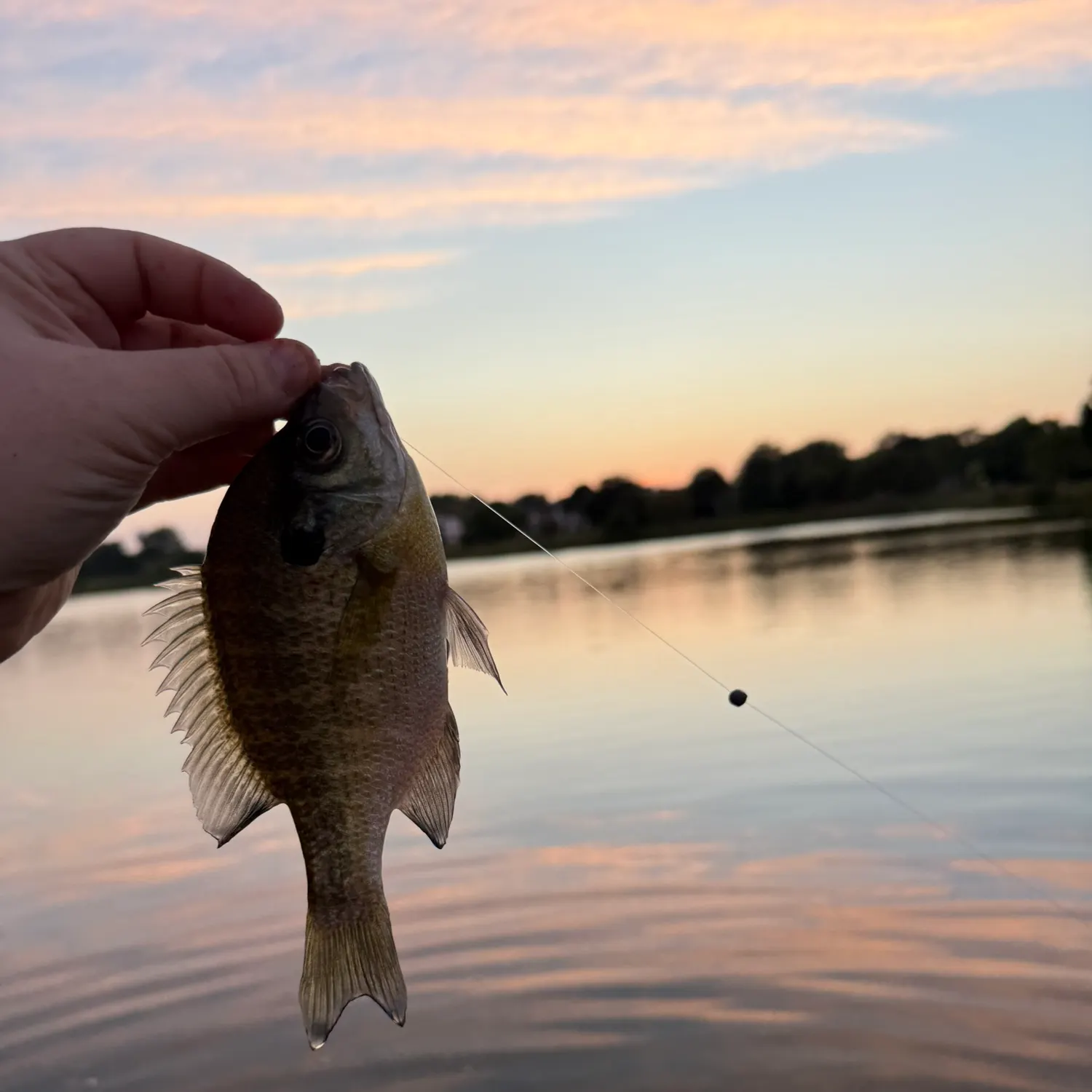 Bluegill caught on Fishbrain
