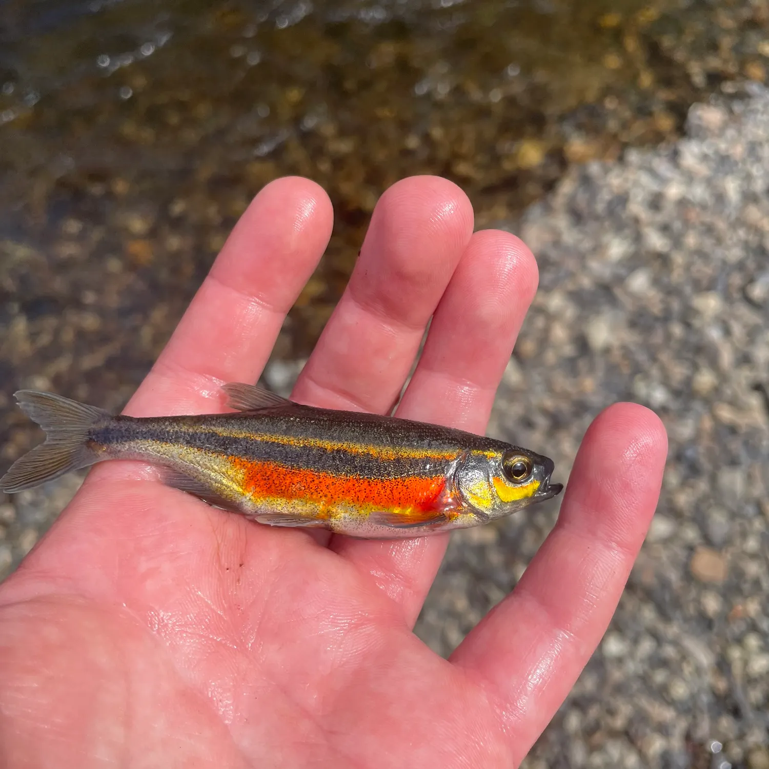 The most recent Redside shiner catches on Fishbrain