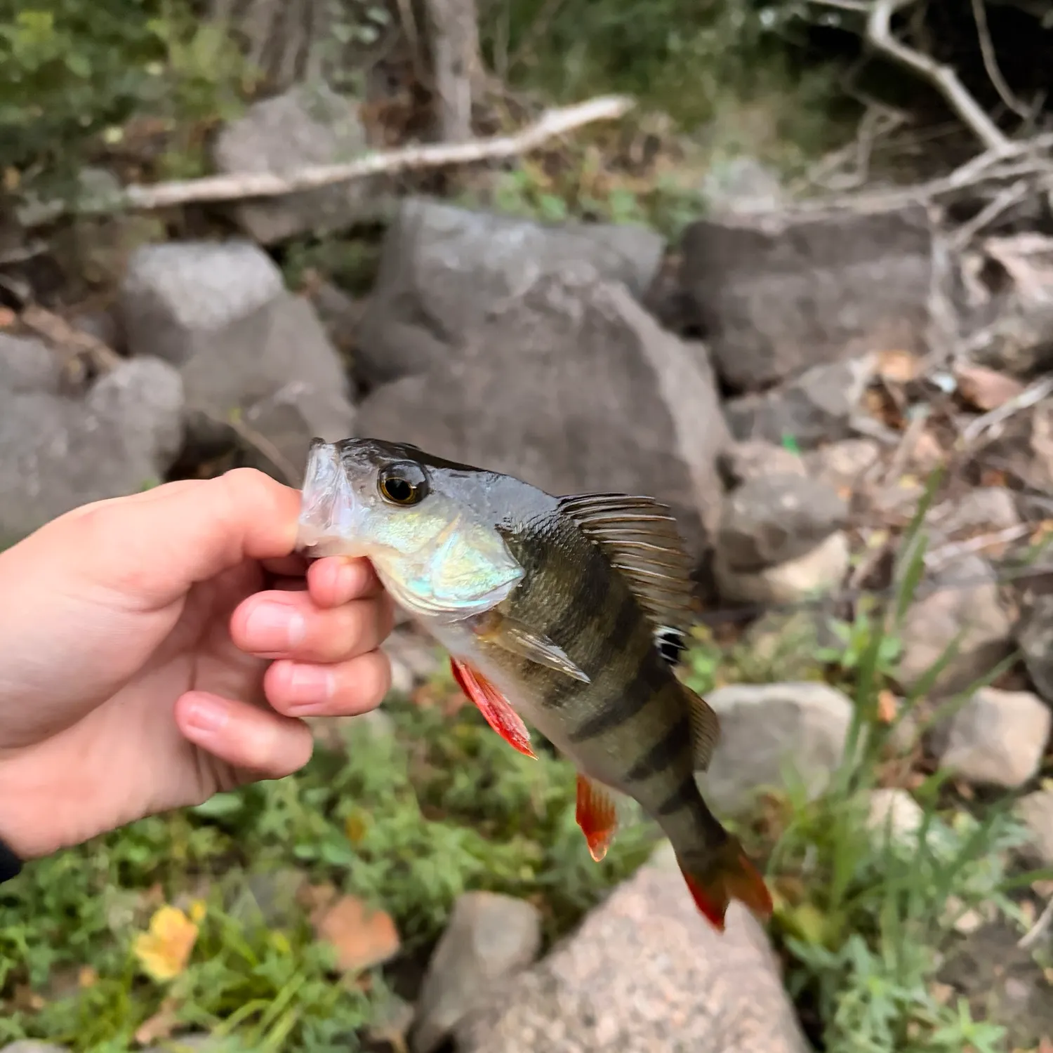 European perch caught on Fishbrain