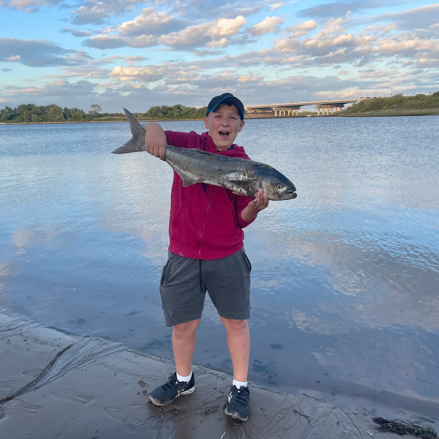 Bluefish caught on Fishbrain