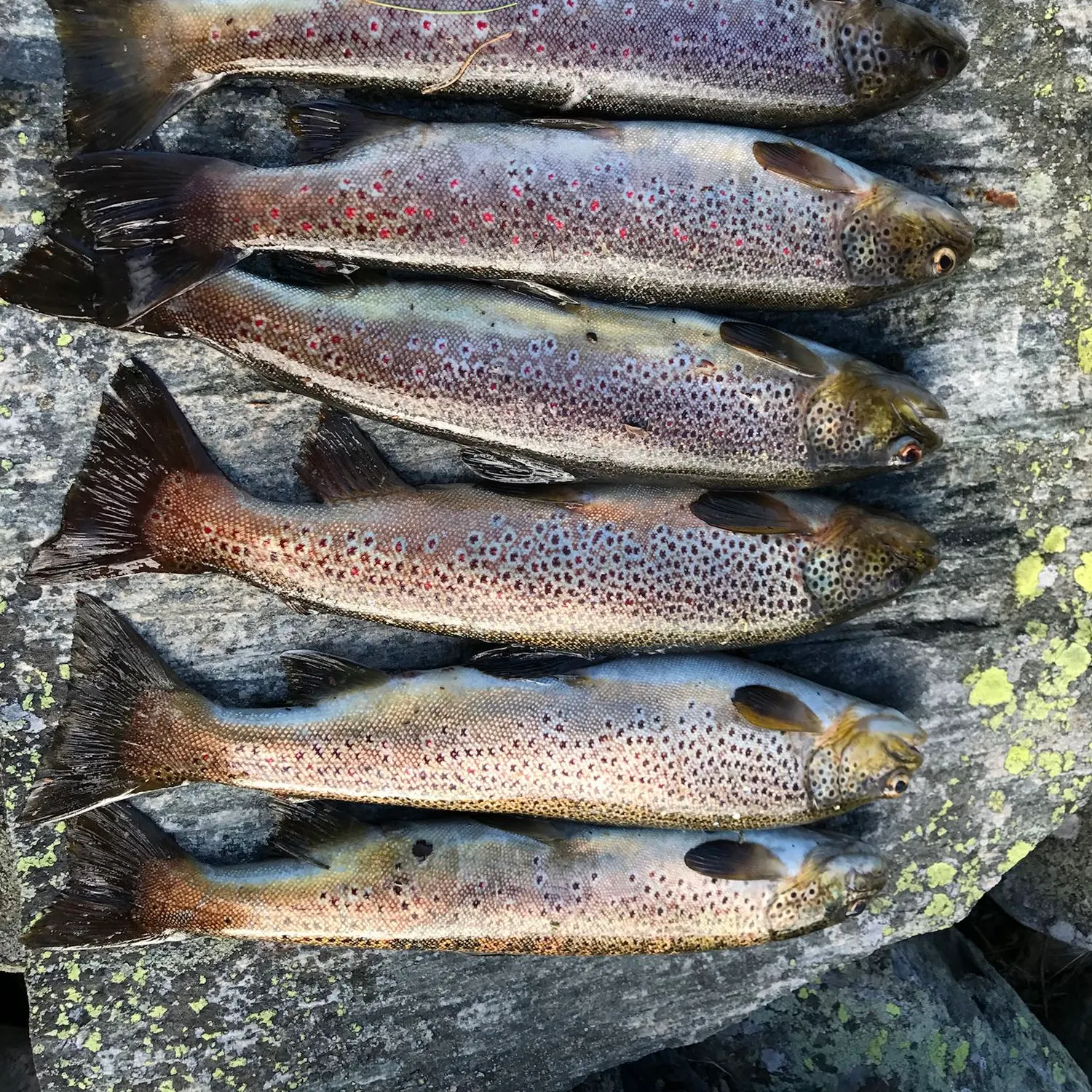 recently logged catches