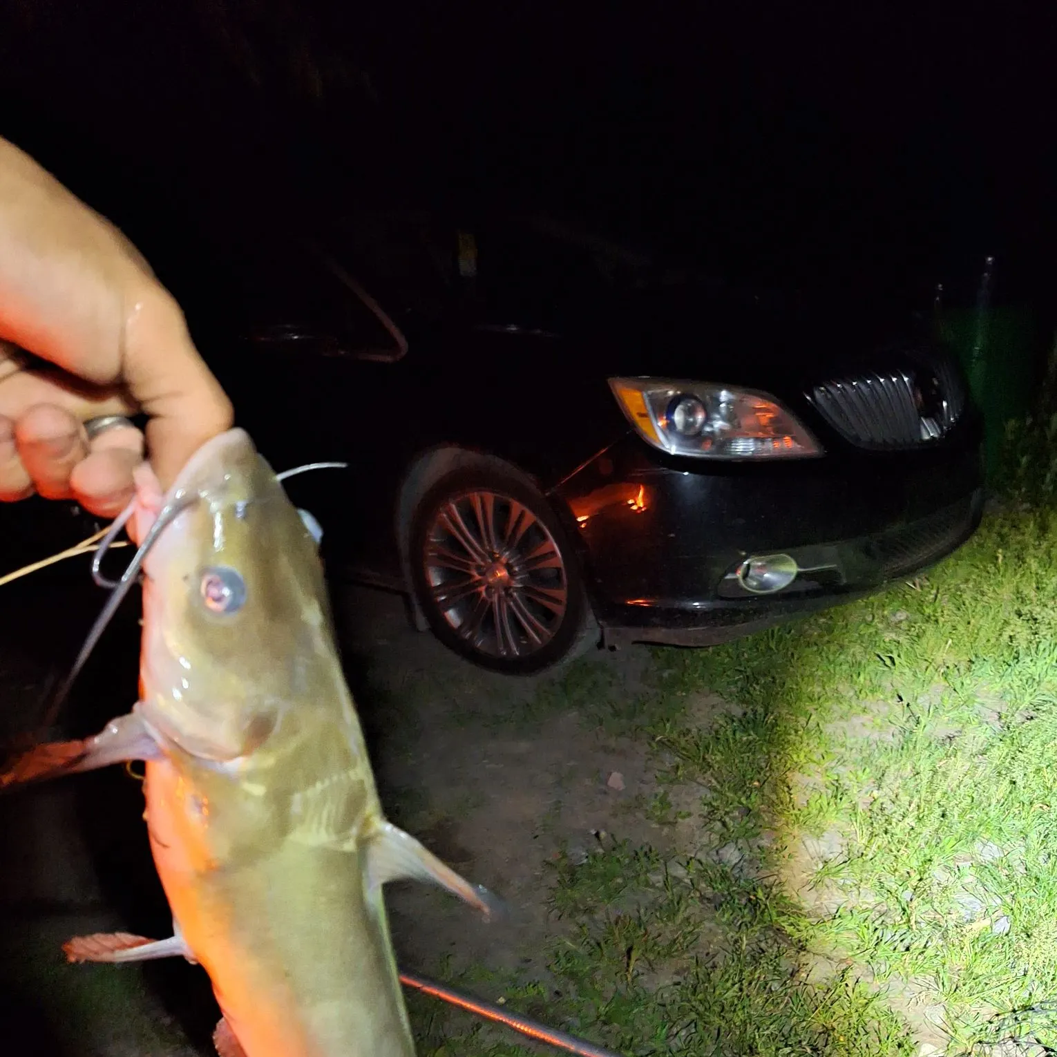 The most recent Scalloped hammerhead shark catches on Fishbrain