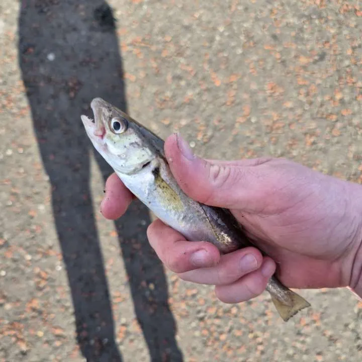 Whiting caught on Fishbrain