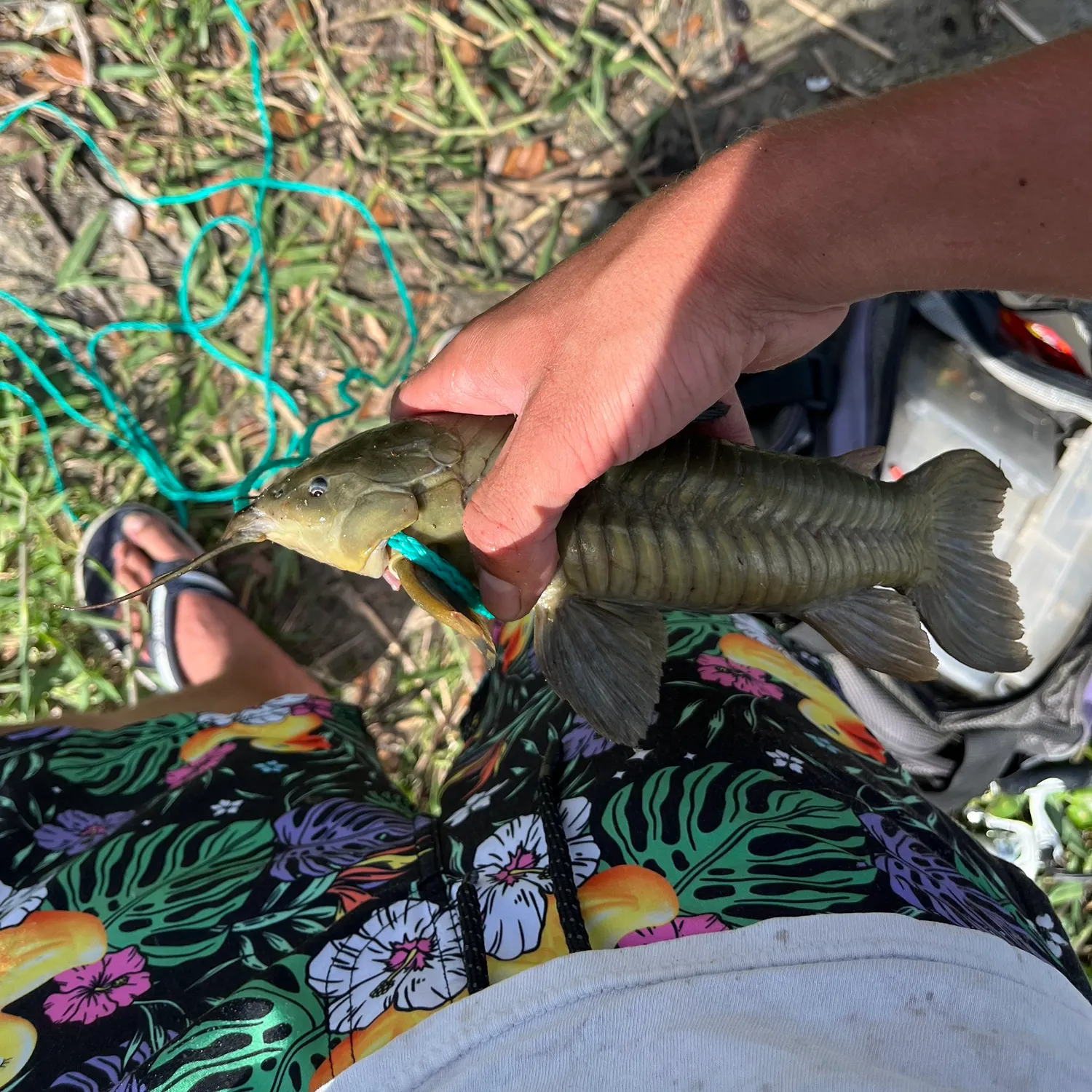 The most recent Brown Hoplo catches on Fishbrain