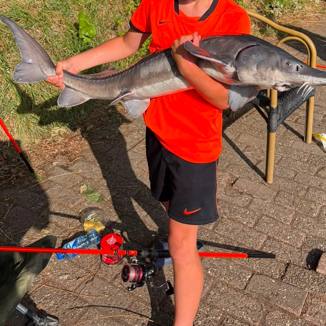 The most recent Starry sturgeon catches on Fishbrain