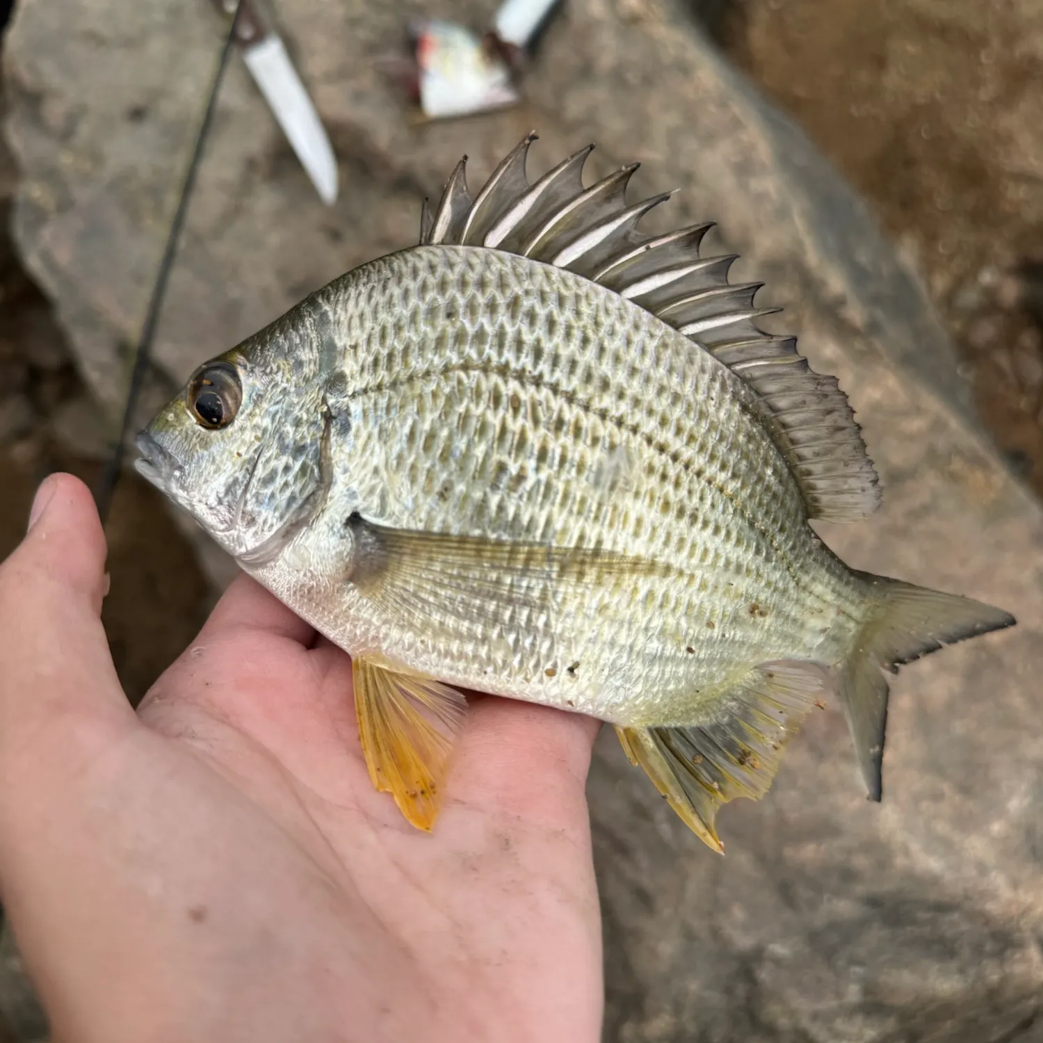 Surf bream caught on Fishbrain