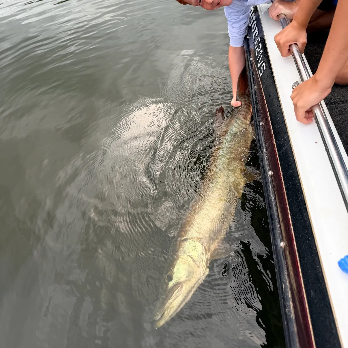 Fish caught on Fishbrain