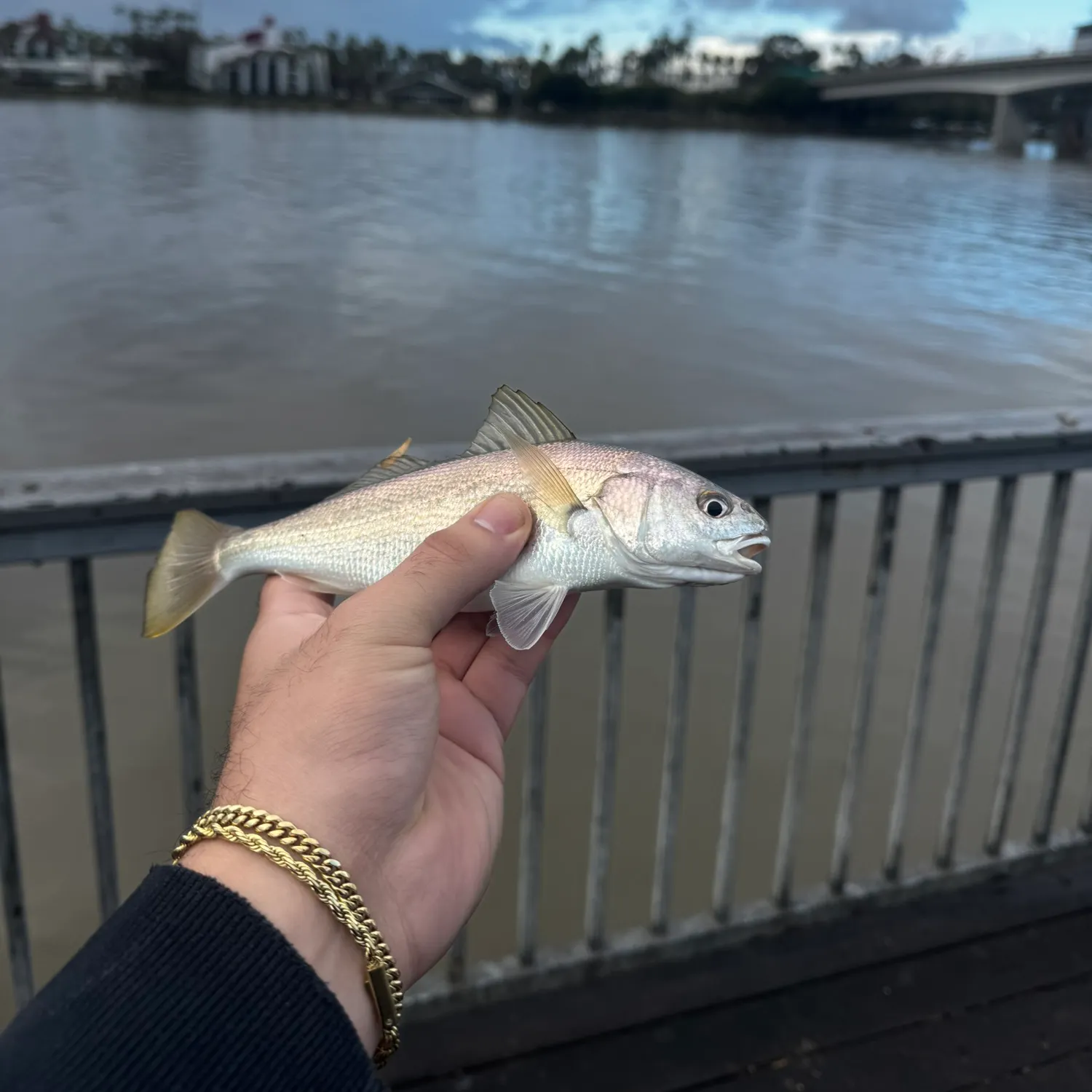The most recent White croaker catches on Fishbrain