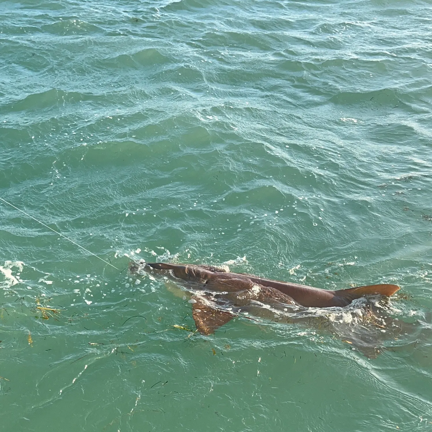 The most recent Nurse shark catches on Fishbrain