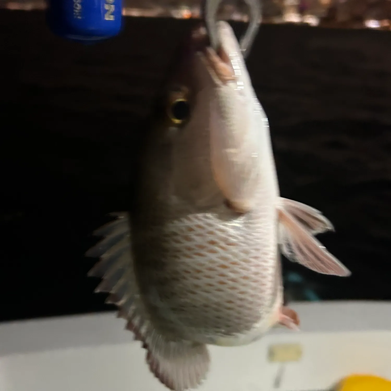 The most recent Mutton snapper catches on Fishbrain