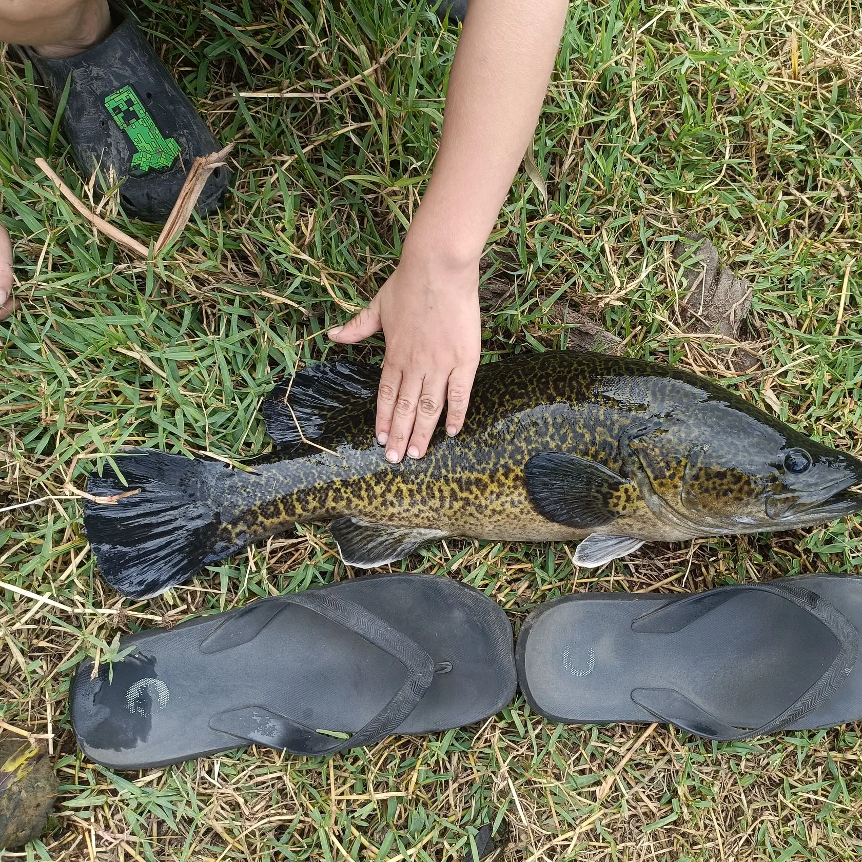 The most recent Clarence River cod catches on Fishbrain