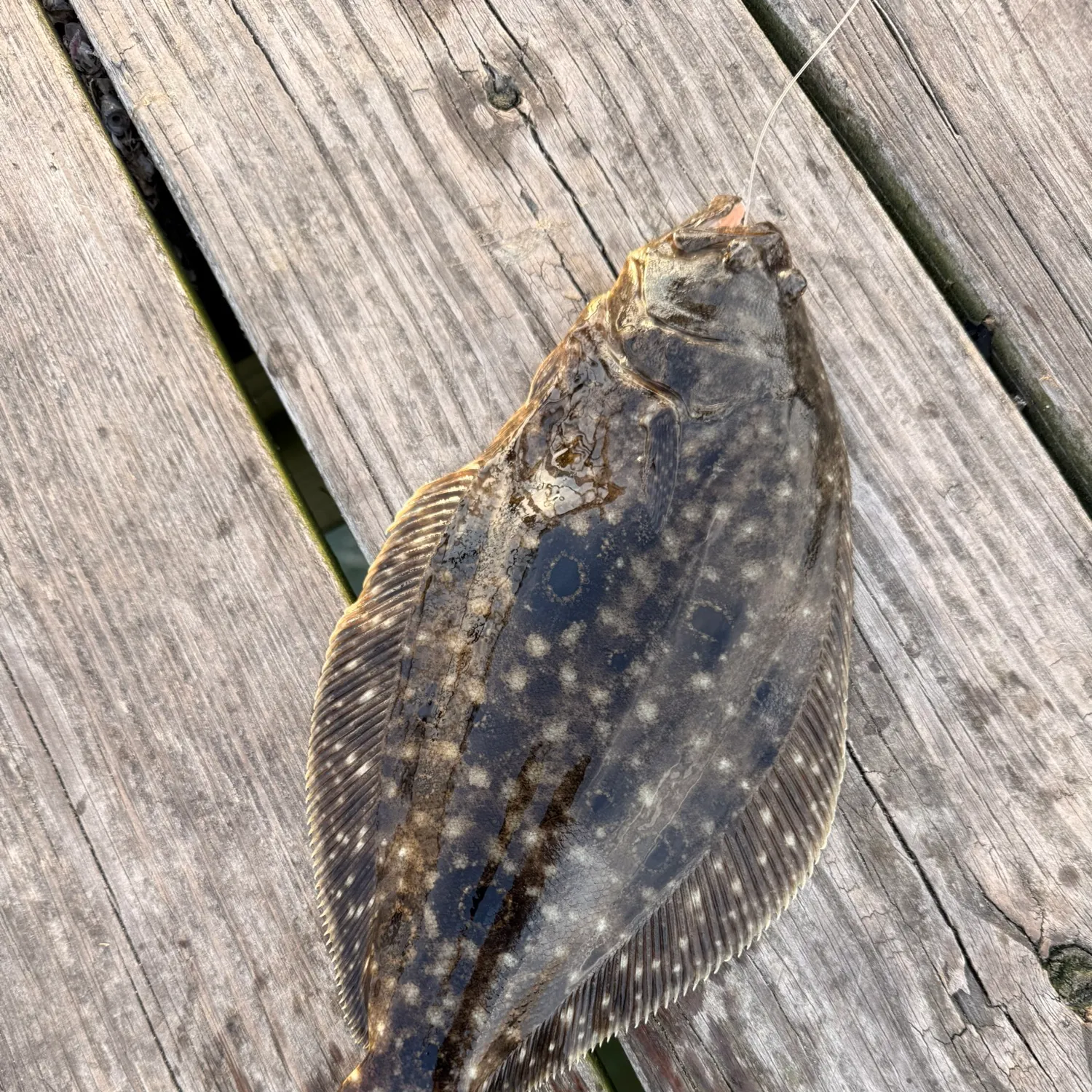 Summer flounder caught on Fishbrain