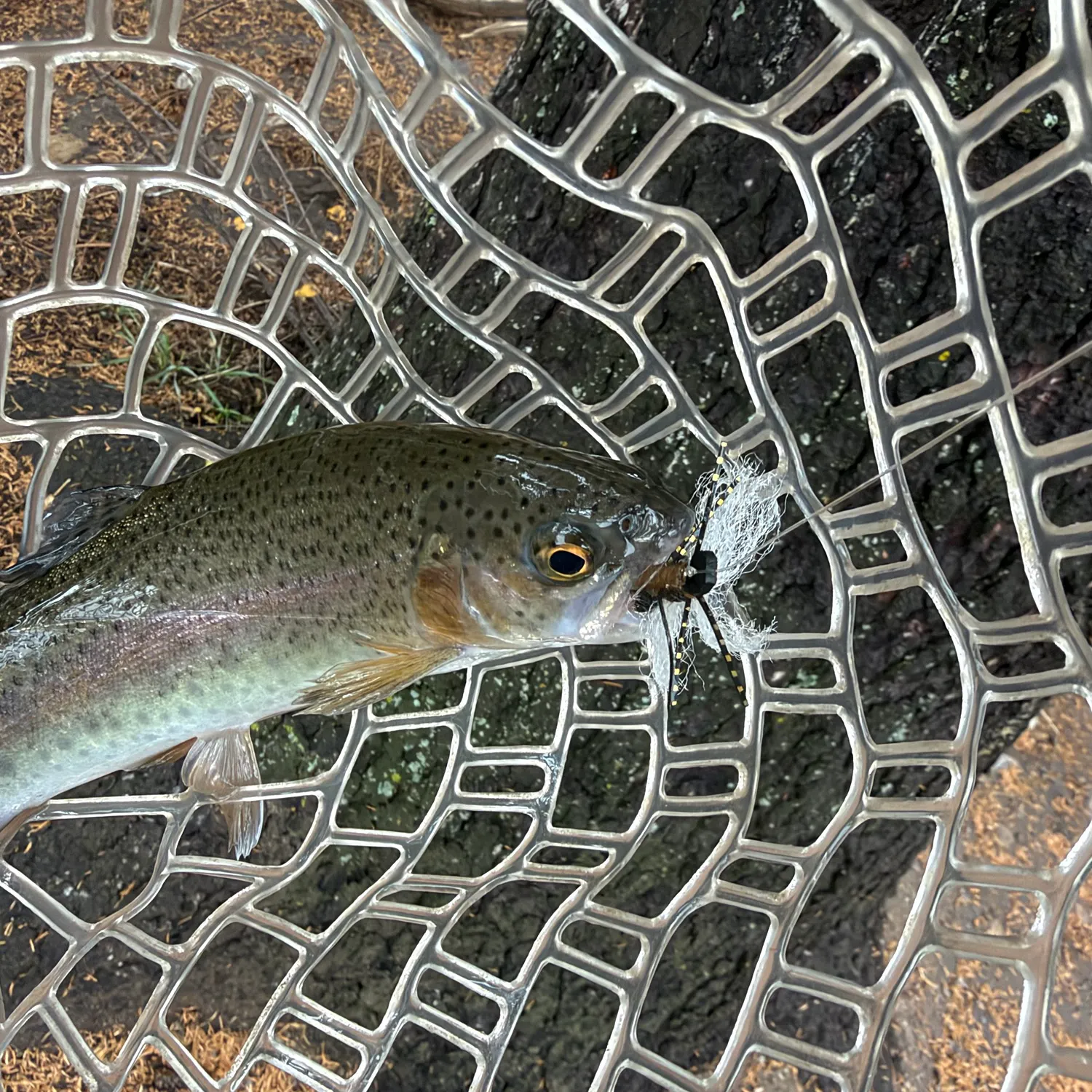 Rainbow trout caught on Fishbrain