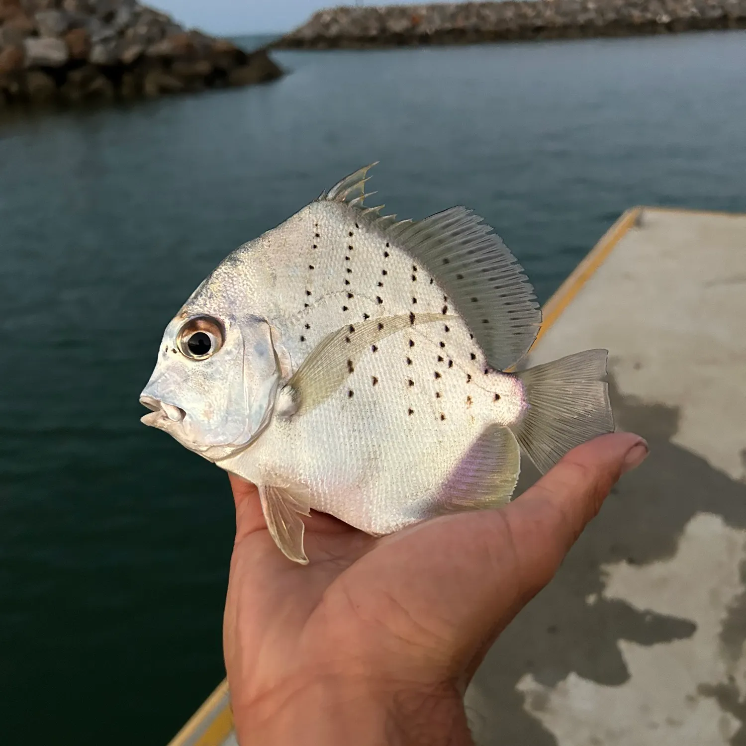 The most popular recent Spotted sicklefish catch on Fishbrain