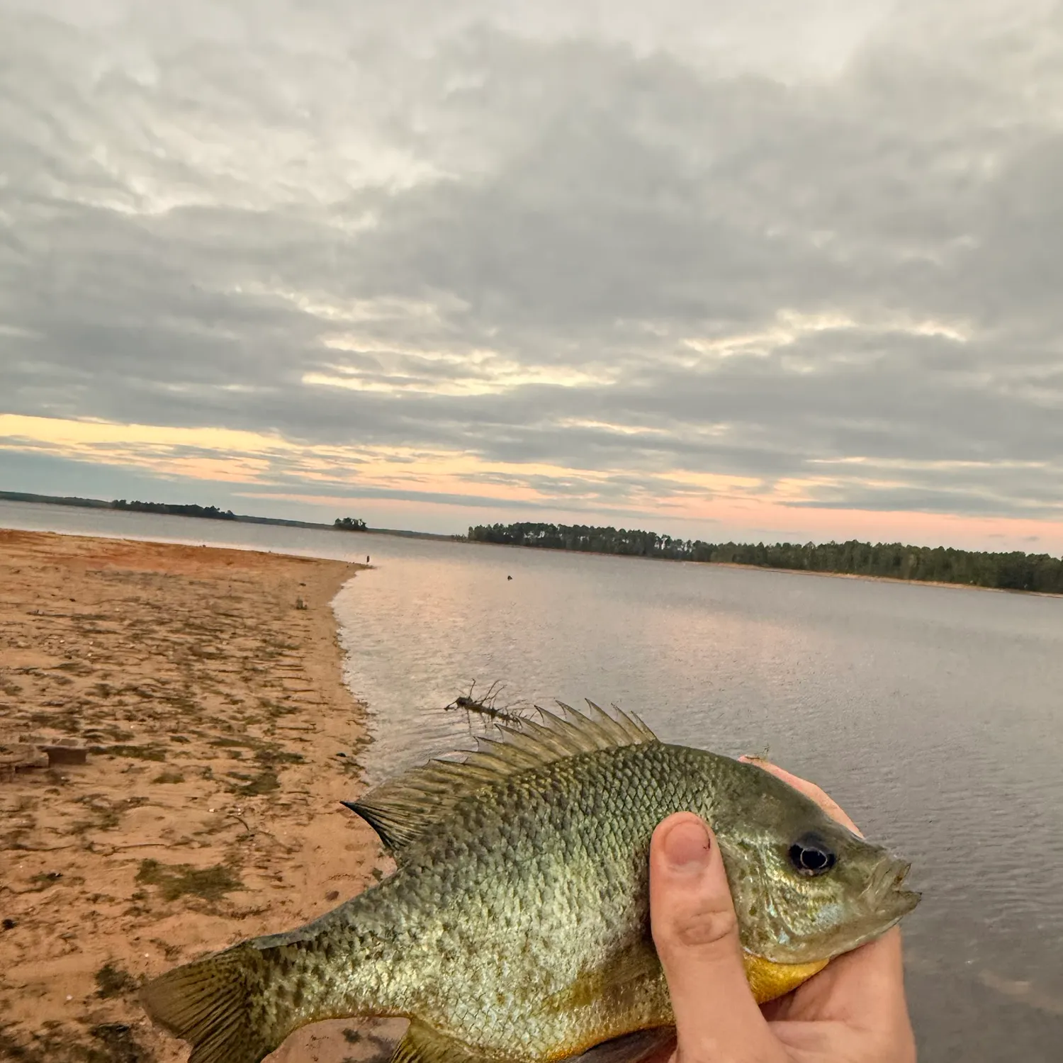 Bluegill caught on Fishbrain
