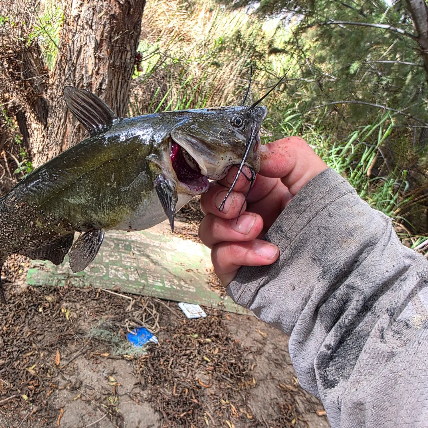 The most recent Black bullhead catches on Fishbrain
