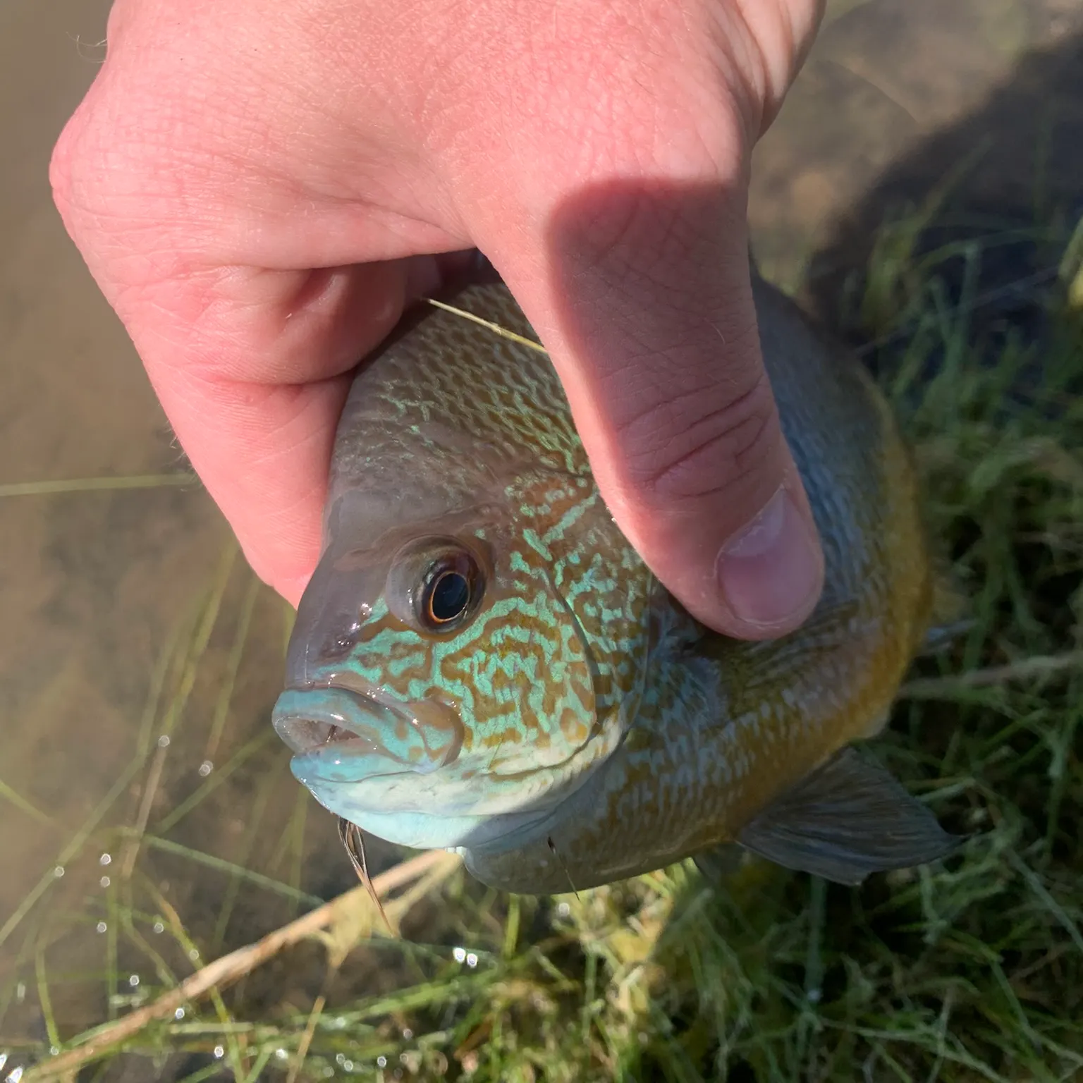 The most recent Pumpkinseed x green sunfish catches on Fishbrain