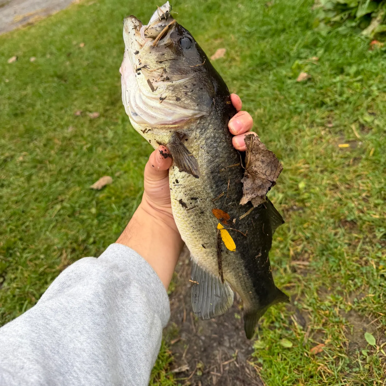 Fish caught on Fishbrain