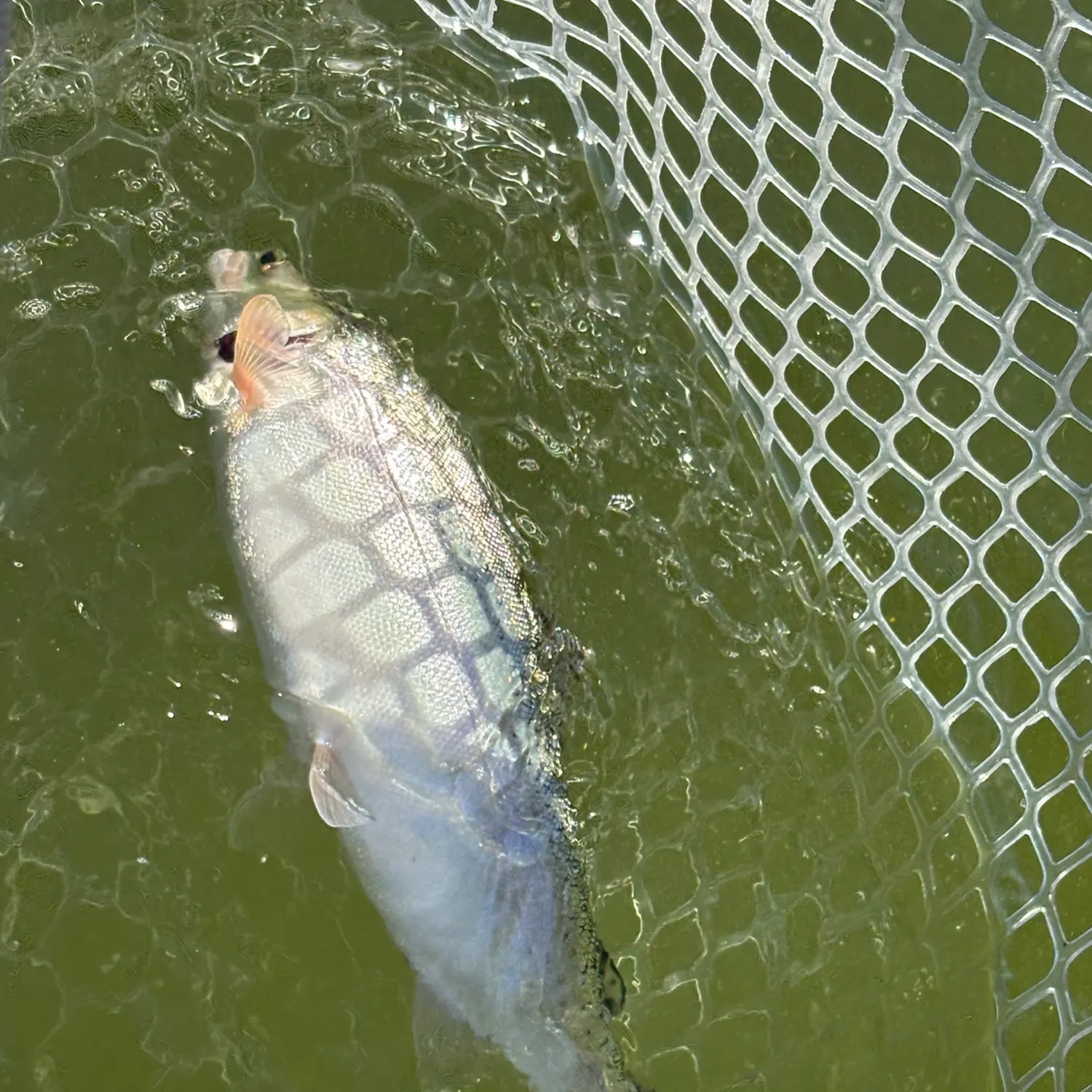 Rainbow trout caught on Fishbrain