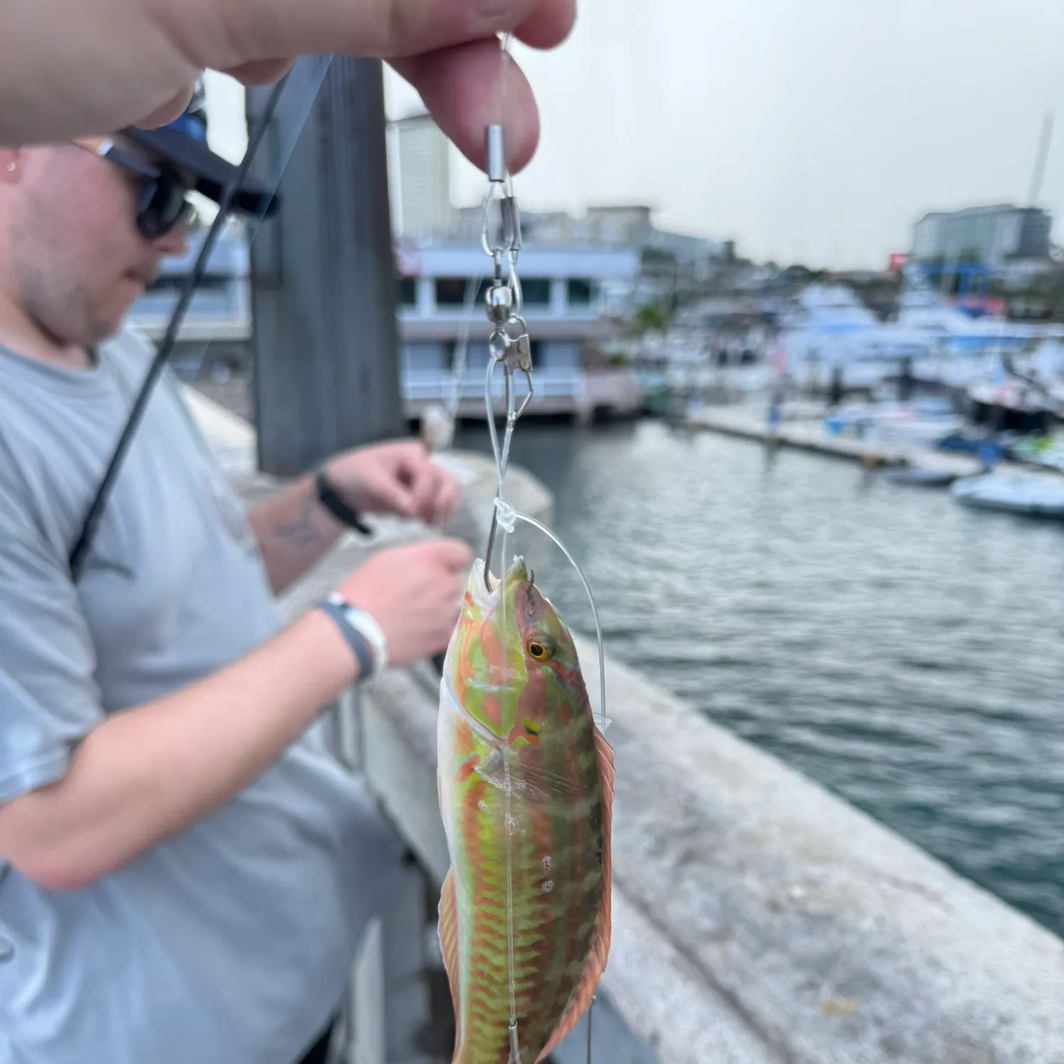The most recent Fivestripe wrasse catches on Fishbrain
