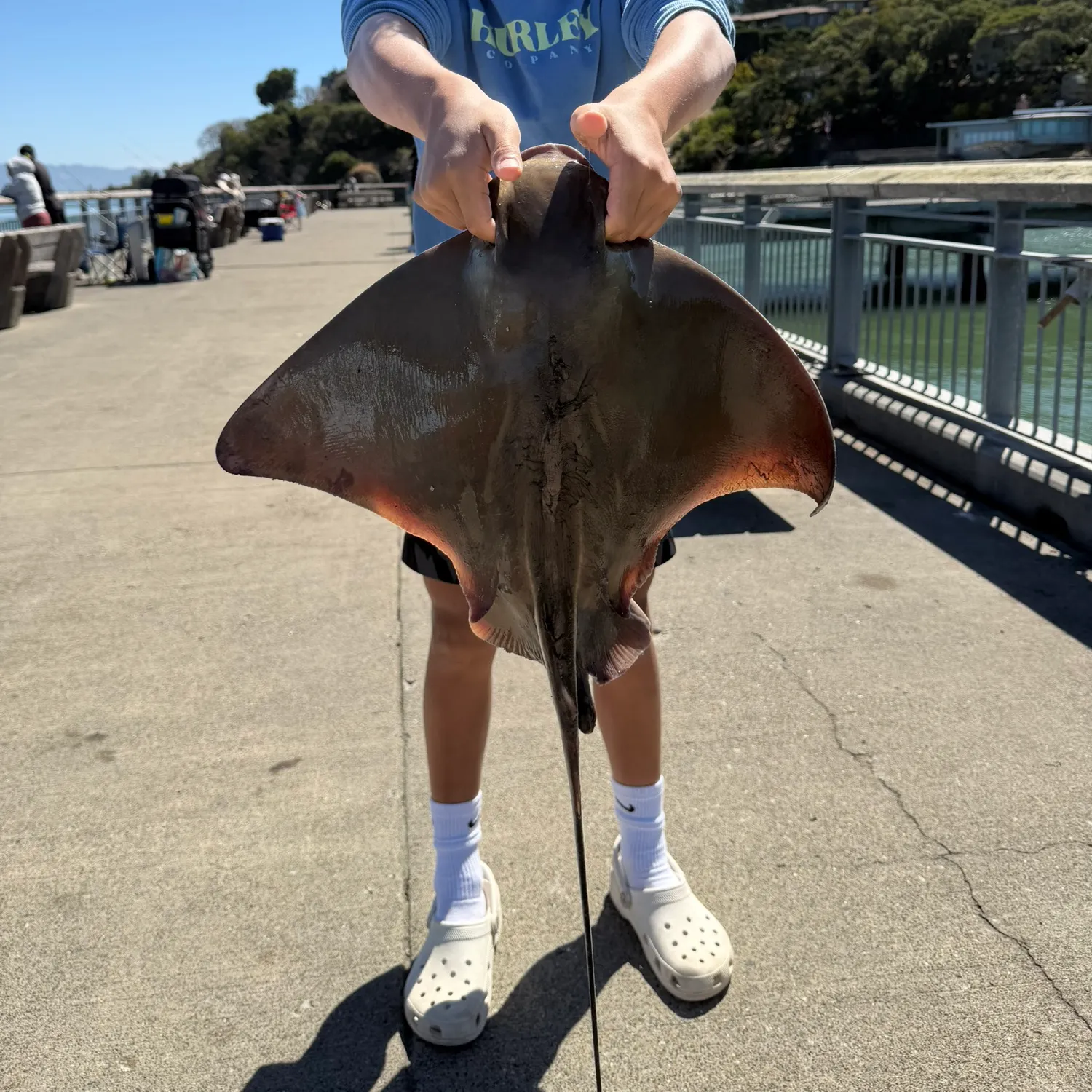 Bat eagle ray caught on Fishbrain