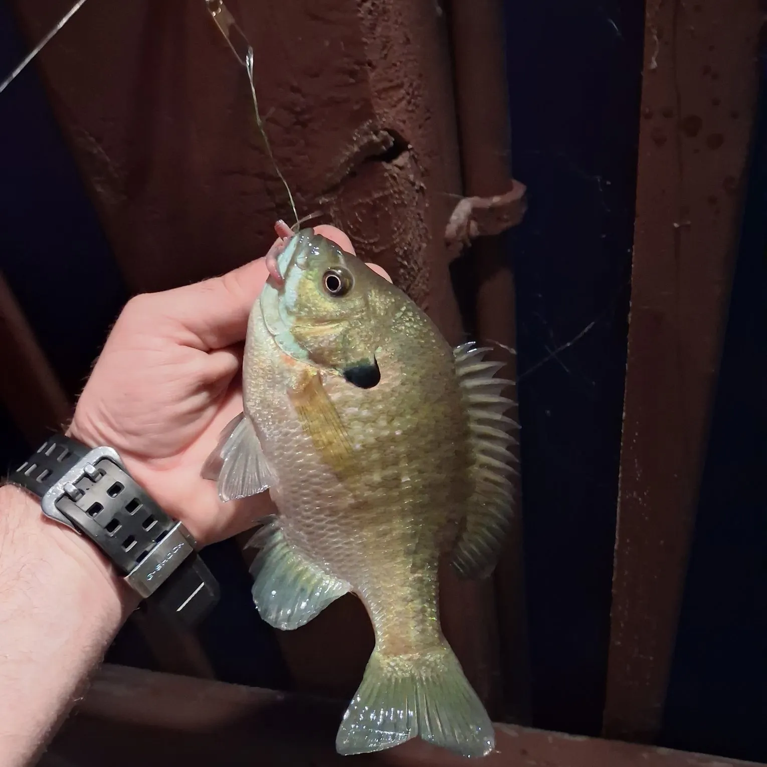 Bluegill caught on Fishbrain
