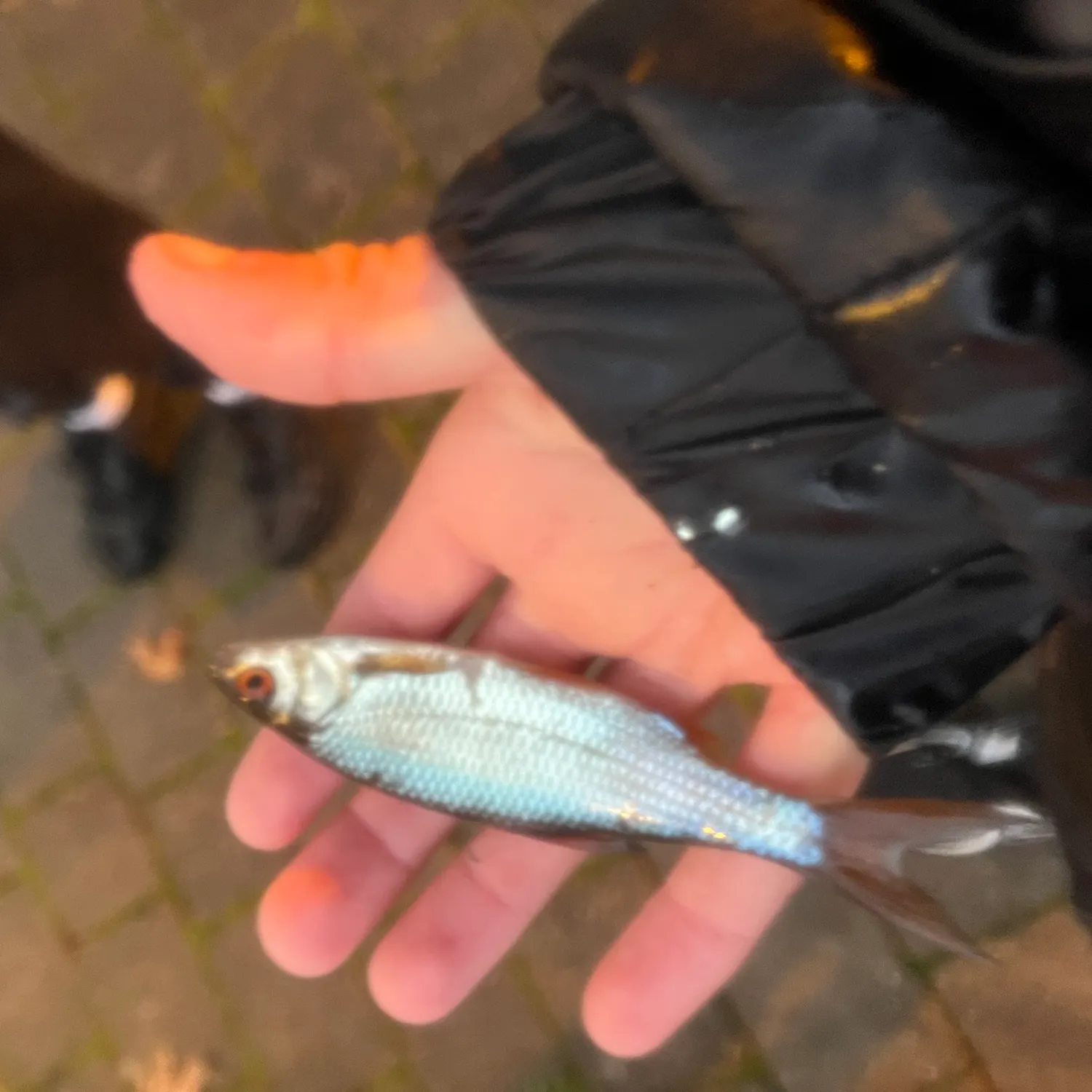 Common roach caught on Fishbrain