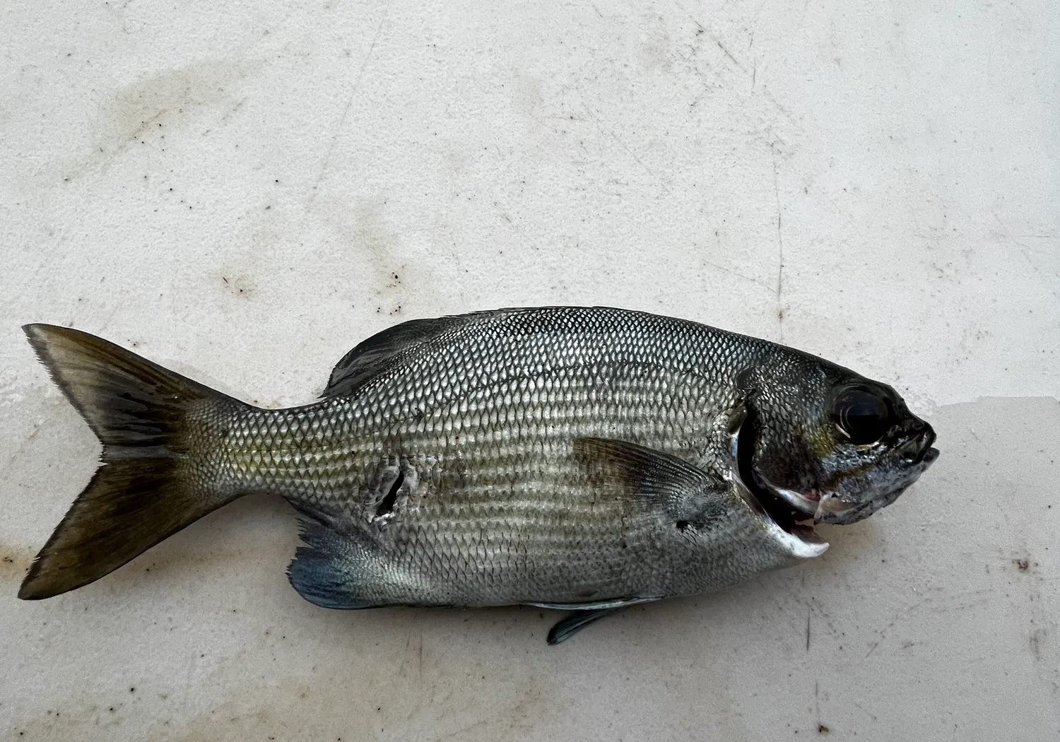 Grey sea chub