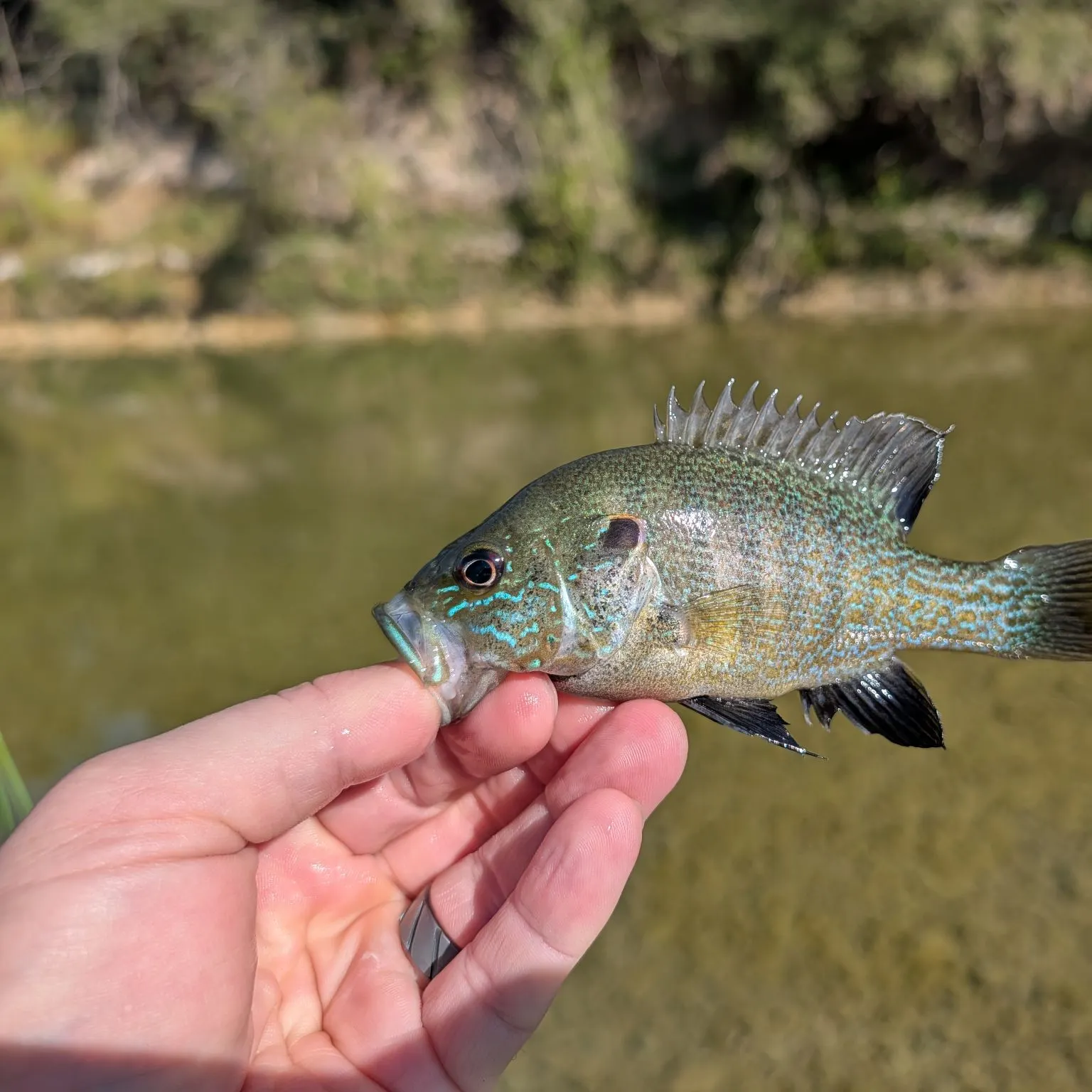 Greengill hybrid caught on Fishbrain