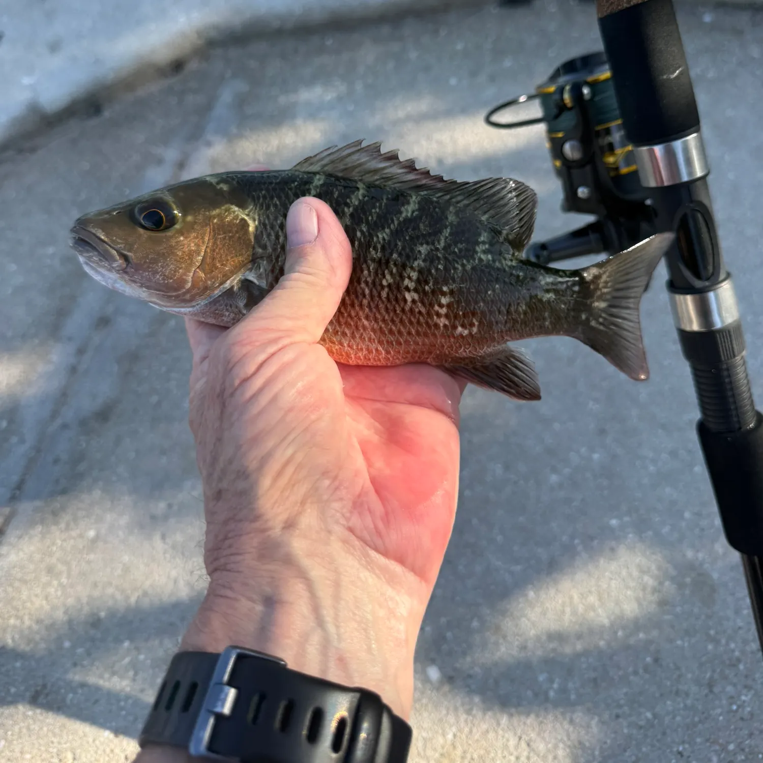 recently logged catches